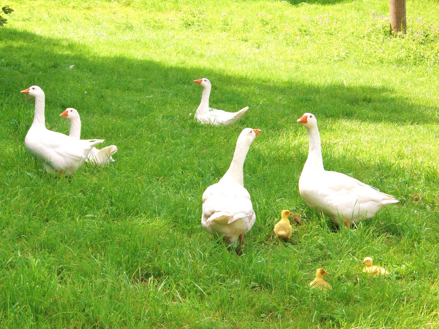 Hofgänse mit Küken auf der Wiese