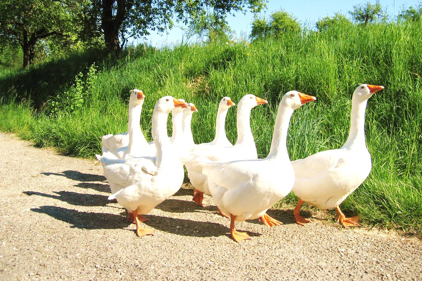 Schar weißer Hofgänse auf dem Feldweg