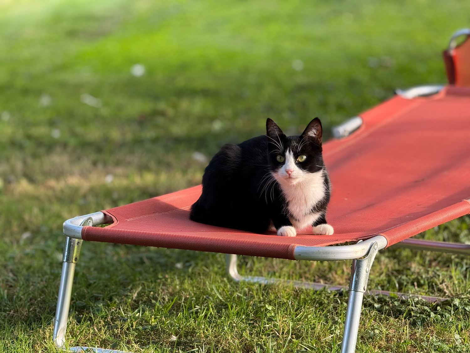 Schwarz-weiße Hofkatze auf einer Liege im Garten