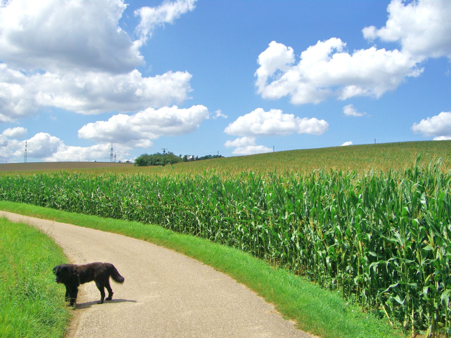 Hofhund auf einem Feldweg am Maisfeld