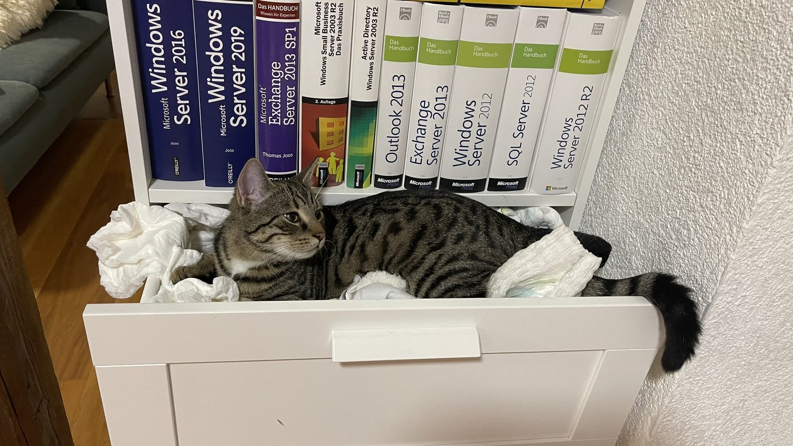 Eigene Fachbücher von Thomas Joos im Regal, davor eine seiner Katzen
