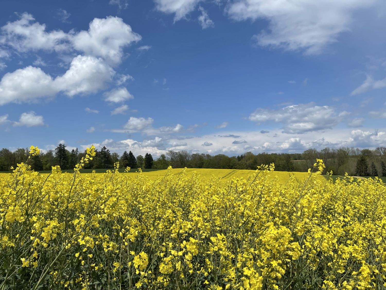 Blühendes Rapsfeld unter blauem Himmel