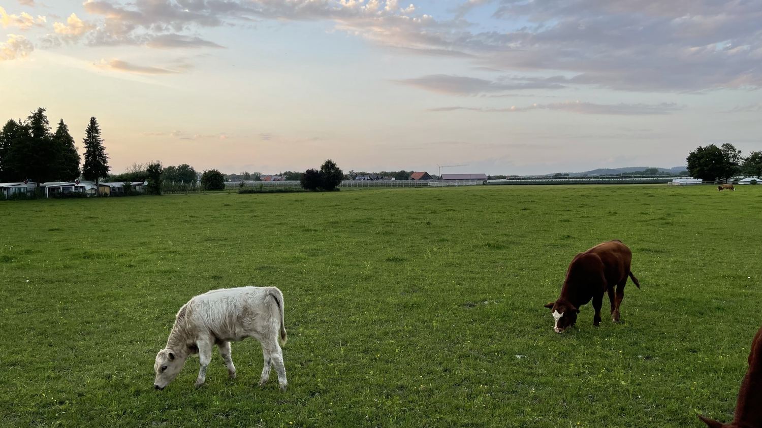 Rinder beim Grasen auf der Weide in der Abenddämmerung